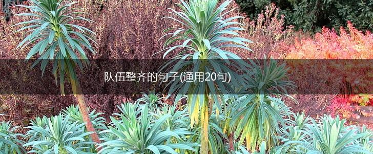 队伍整齐的句子(通用20句),第1张
