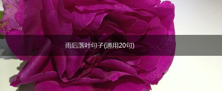雨后落叶句子(通用20句),第1张