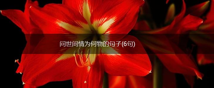 问世间情为何物的句子(6句),第1张