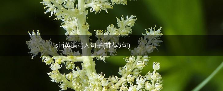 siri英语骂人句子(推荐5句),第1张