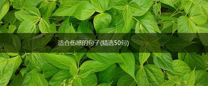 适合伤感的句子(精选50句),第1张