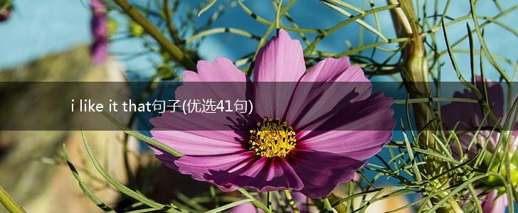 i like it that句子(优选41句),第1张