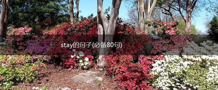 stay的句子(必备80句),第1张
