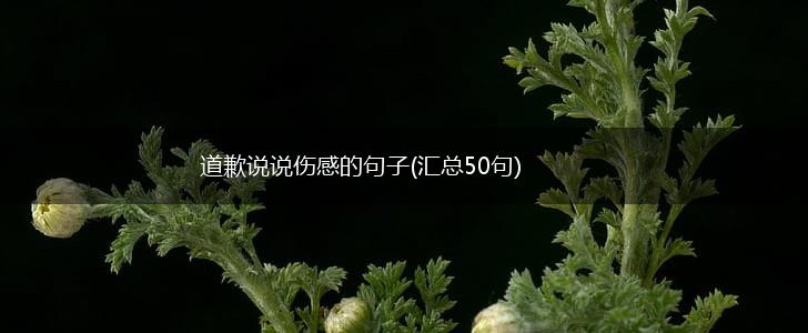 道歉说说伤感的句子(汇总50句),第1张