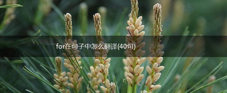 for在句子中怎么翻译(40句),第1张