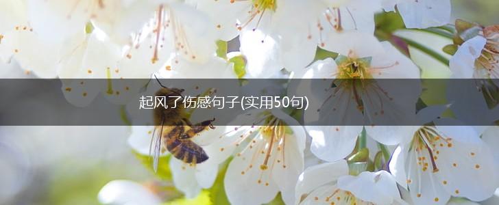 起风了伤感句子(实用50句),第1张