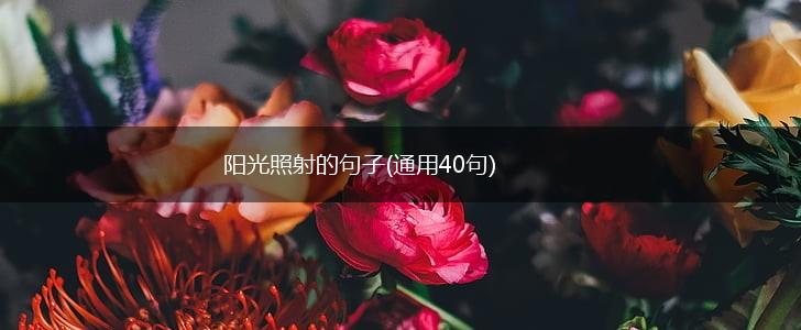 阳光照射的句子(通用40句),第1张