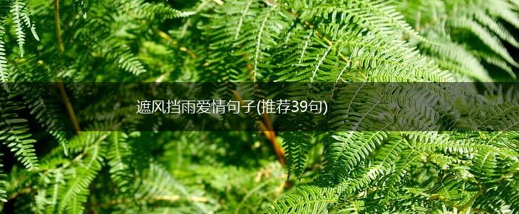 遮风挡雨爱情句子(推荐39句),第1张