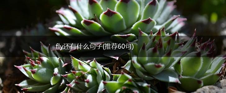 fly还有什么句子(推荐60句),第1张