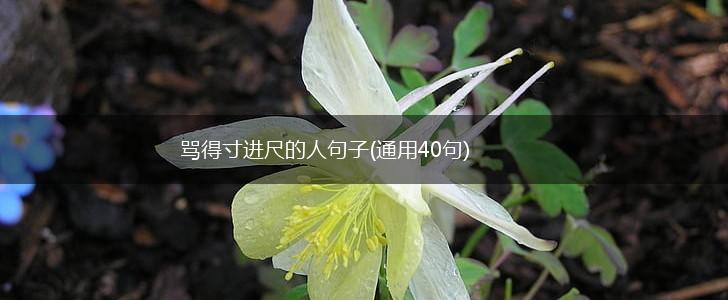 骂得寸进尺的人句子(通用40句),第1张