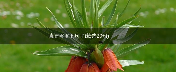 真是够够的句子(精选20句),第1张