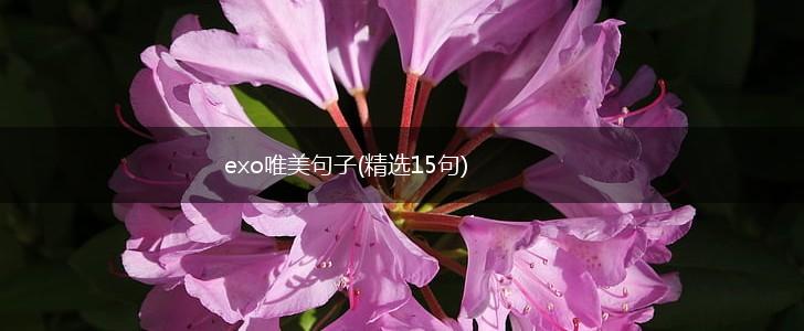exo唯美句子(精选15句),第1张