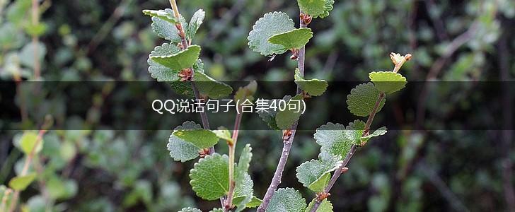 QQ说话句子(合集40句),第1张