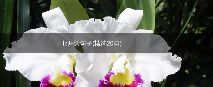 lc开头句子(精选20句),第1张