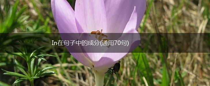 In在句子中的成分(通用70句),第1张