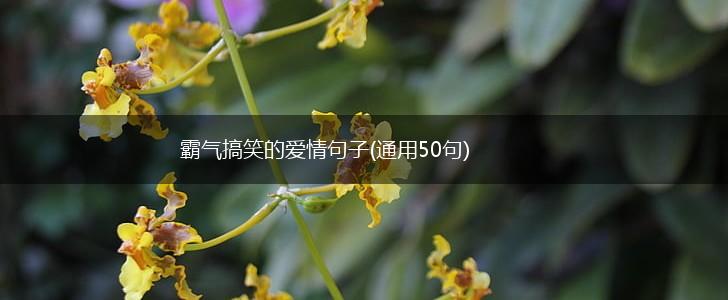霸气搞笑的爱情句子(通用50句),第1张