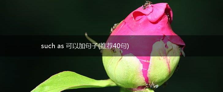 such as 可以加句子(推荐40句),第1张