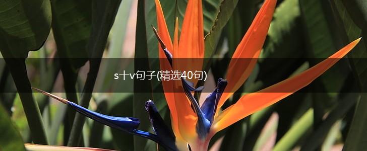 s十v句子(精选40句),第1张