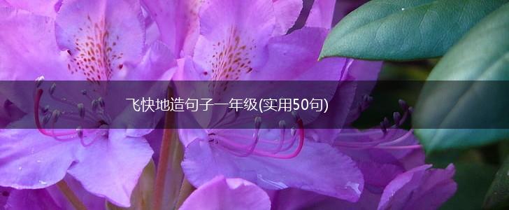 飞快地造句子一年级(实用50句),第1张
