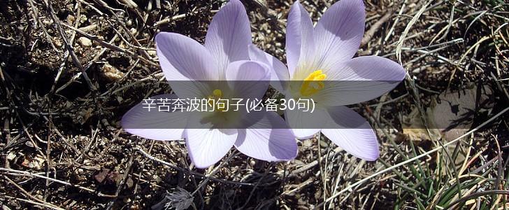 辛苦奔波的句子(必备30句),第1张