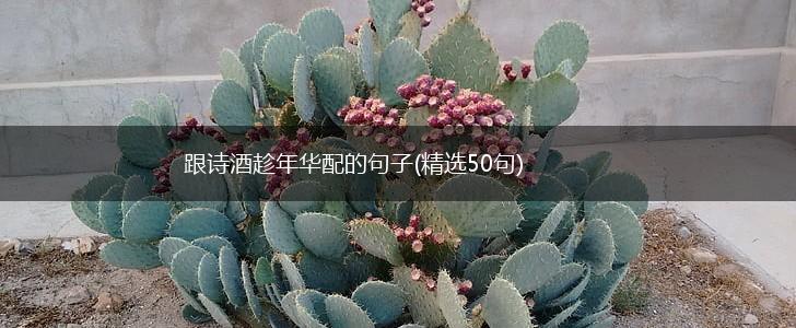 跟诗酒趁年华配的句子(精选50句),第1张