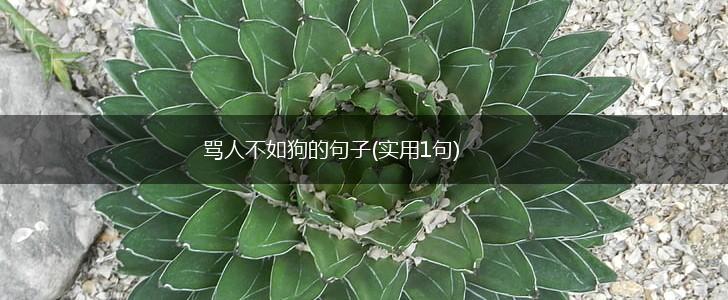 骂人不如狗的句子(实用1句),第1张