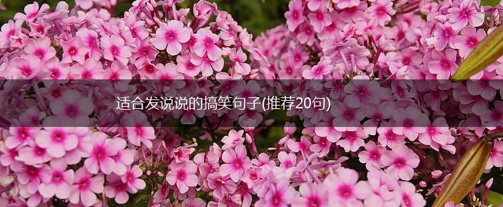 适合发说说的搞笑句子(推荐20句),第1张
