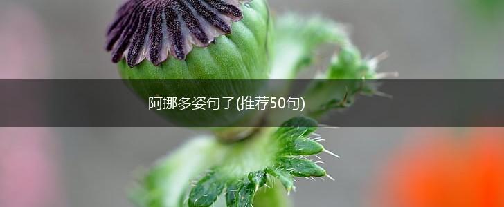 阿挪多姿句子(推荐50句),第1张
