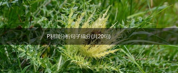 P利润分析句子成分(共20句),第1张