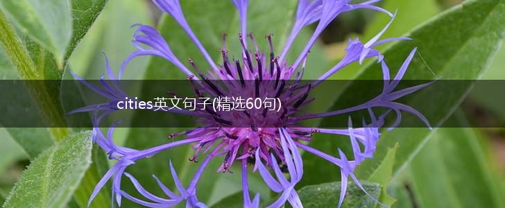 cities英文句子(精选60句),第1张