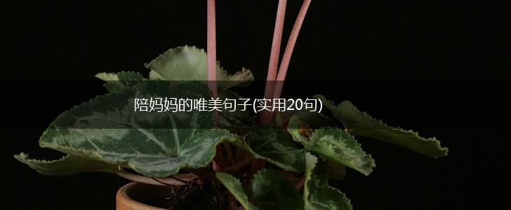 陪妈妈的唯美句子(实用20句),第1张