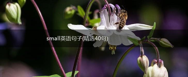 small英语句子(精选40句),第1张