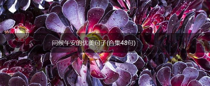 问候午安的优美句子(合集48句),第1张