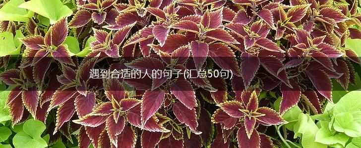 遇到合适的人的句子(汇总50句),第1张