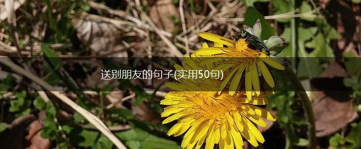 送别朋友的句子(实用50句),第1张