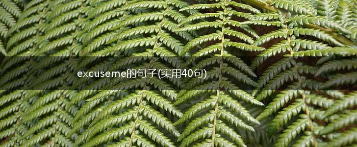 excuseme的句子(实用40句),第1张