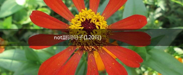 not副词句子(120句),第1张