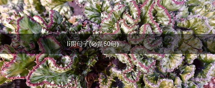 li哥句子(必备60句),第1张