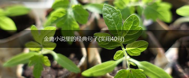金庸小说里的经典句子(实用40句),第1张