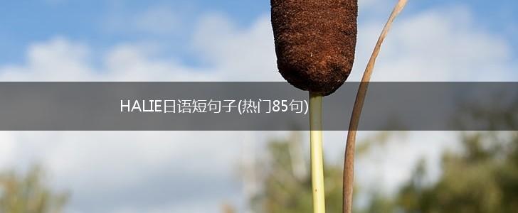HALIE日语短句子(热门85句),第1张