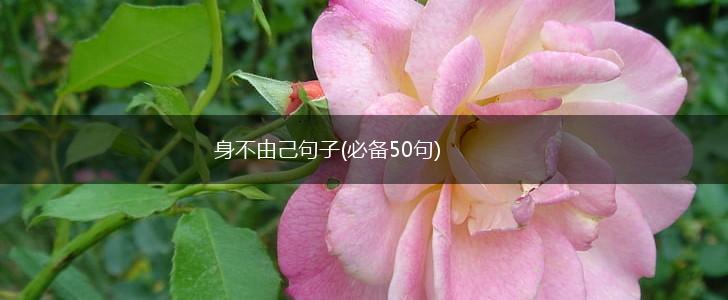 身不由己句子(必备50句),第1张