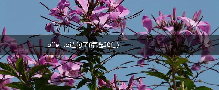 offer to造句子(精选20句),第1张