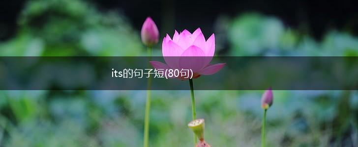 its的句子短(80句),第1张