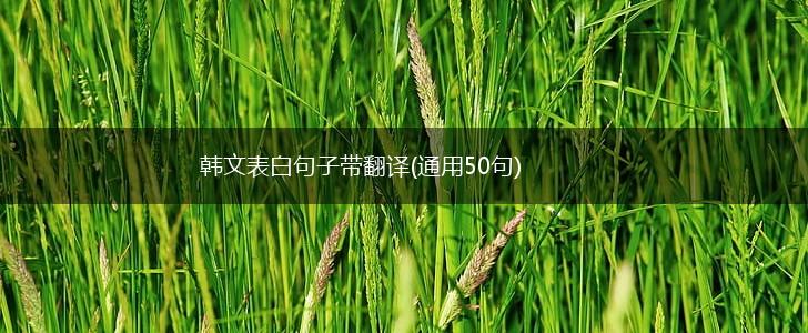 韩文表白句子带翻译(通用50句),第1张