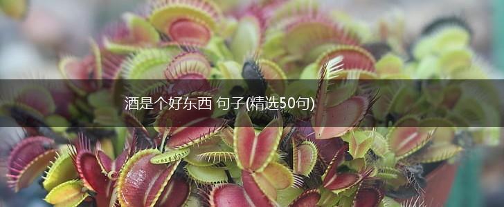 酒是个好东西 句子(精选50句),第1张