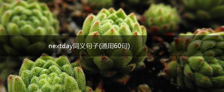 nextday同义句子(通用60句),第1张