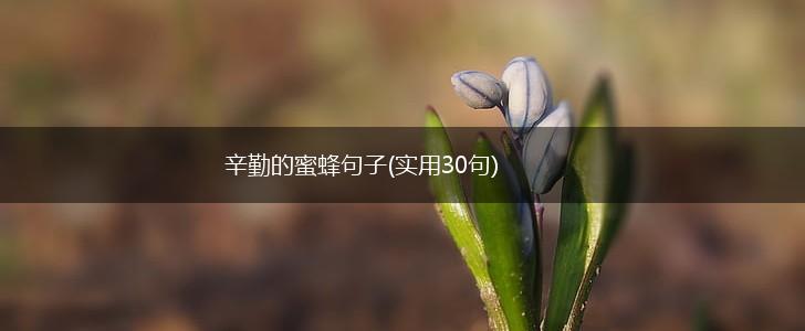 辛勤的蜜蜂句子(实用30句),第1张