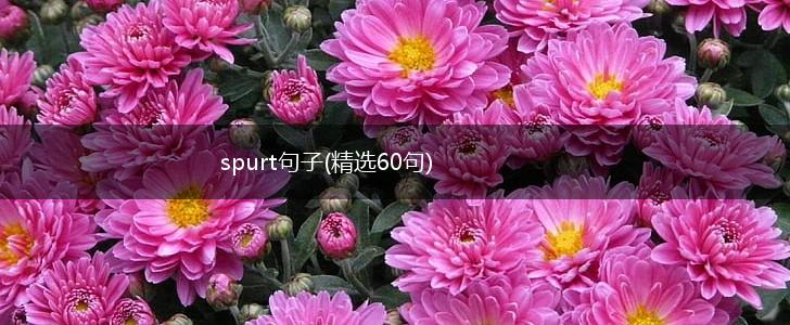 spurt句子(精选60句),第1张