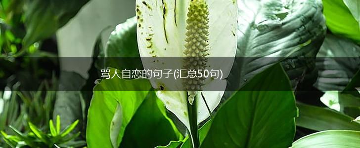 骂人自恋的句子(汇总50句),第1张
