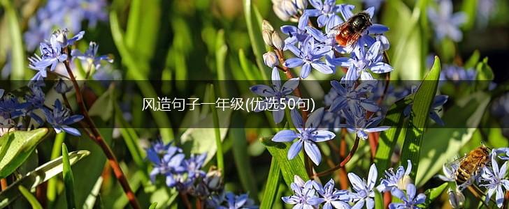 风造句子一年级(优选50句),第1张